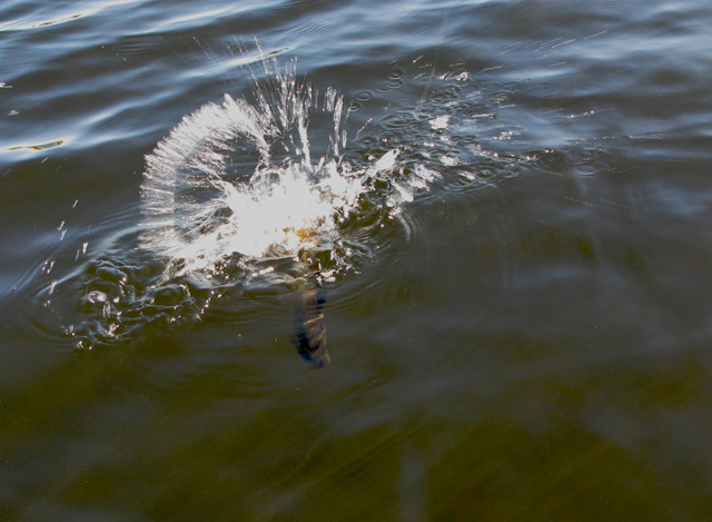 Brookie on a Hornburg